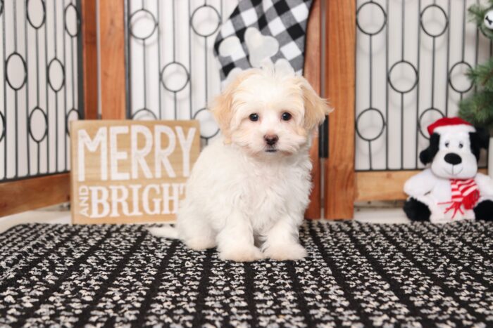 Lovie - Cuddly Little Female Shih-Poo Puppy