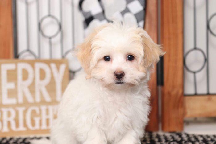 Lovie - Cuddly Little Female Shih-Poo Puppy - Image 2