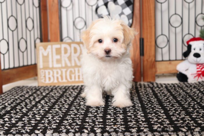 Lovie - Cuddly Little Female Shih-Poo Puppy - Image 3