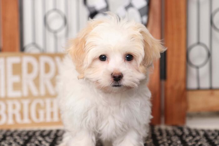 Lovie - Cuddly Little Female Shih-Poo Puppy - Image 4