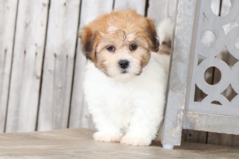 luca teddy