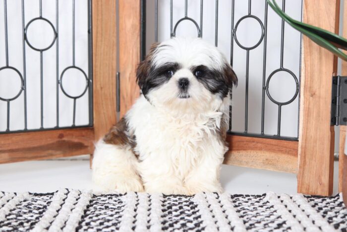 Lucas - Friendly Tri-Colored Male ACA Shih-Tzu Puppy