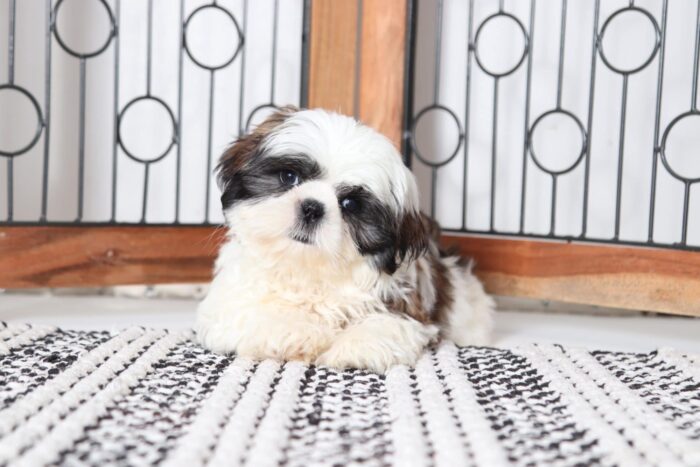 Lucas - Friendly Tri-Colored Male ACA Shih-Tzu Puppy - Image 2
