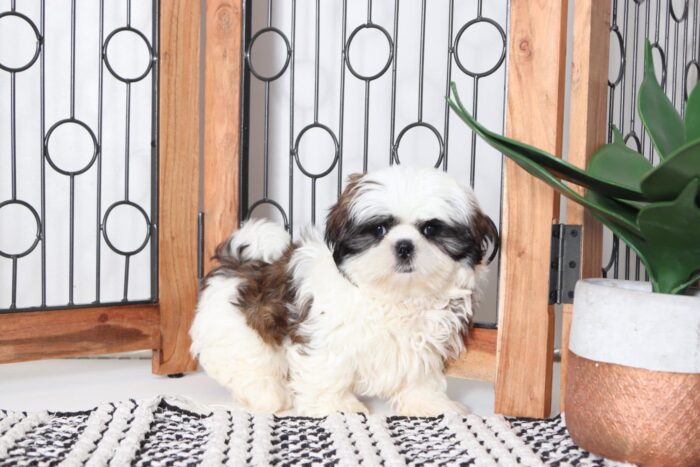 Lucas - Friendly Tri-Colored Male ACA Shih-Tzu Puppy - Image 3