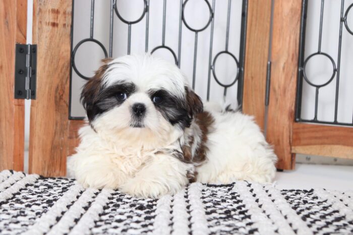 Lucas - Friendly Tri-Colored Male ACA Shih-Tzu Puppy - Image 4