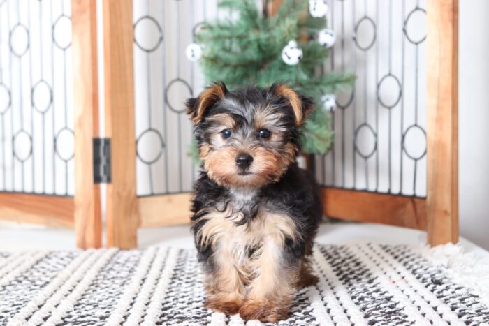 Lucky - Snuggly Little ACA Male Yorkie