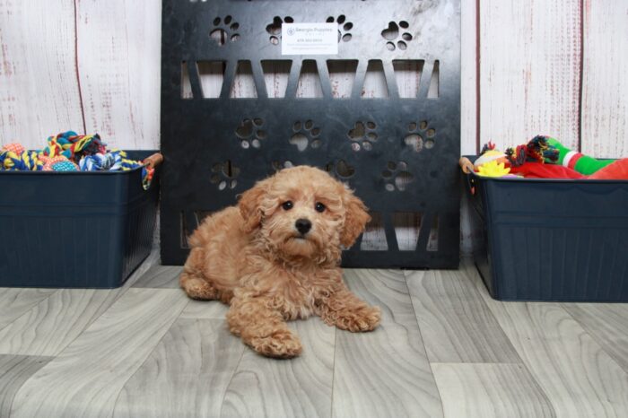 Lucky - Sweet ACA Apricot Male Mini Poodle - Image 7