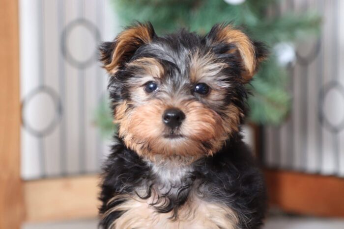Lucky - Snuggly Little ACA Male Yorkie - Image 2