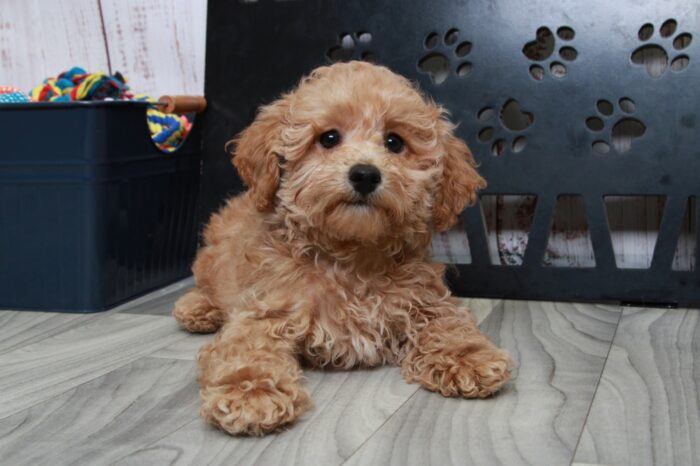 Lucky - Sweet ACA Apricot Male Mini Poodle - Image 6