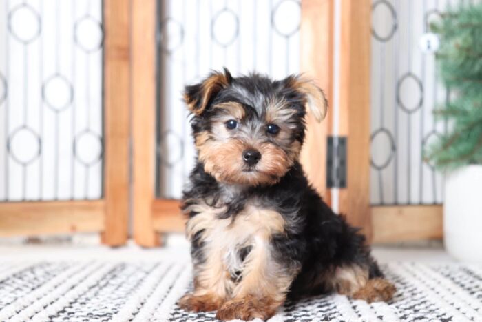 Lucky - Snuggly Little ACA Male Yorkie - Image 3