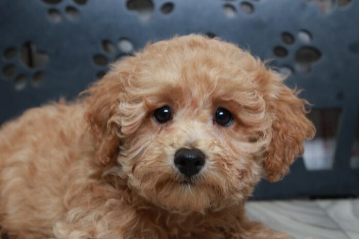 Lucky - Sweet ACA Apricot Male Mini Poodle - Image 5