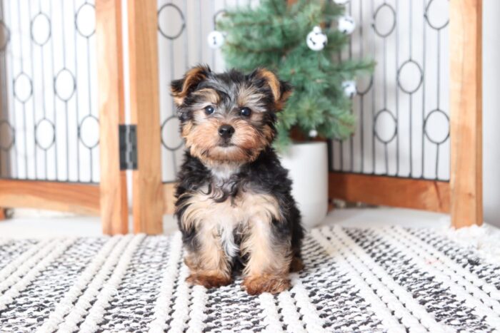 Lucky - Snuggly Little ACA Male Yorkie - Image 4