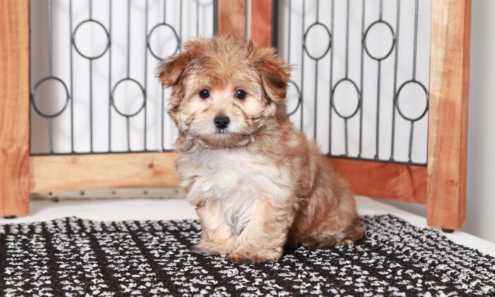 Lucky - Great Little Tan/Brown Male Morkie Puppy - Image 4