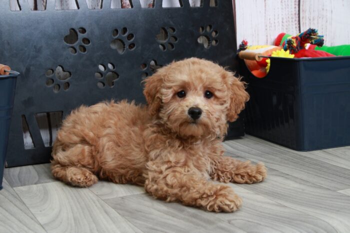 Lucky - Sweet ACA Apricot Male Mini Poodle - Image 4
