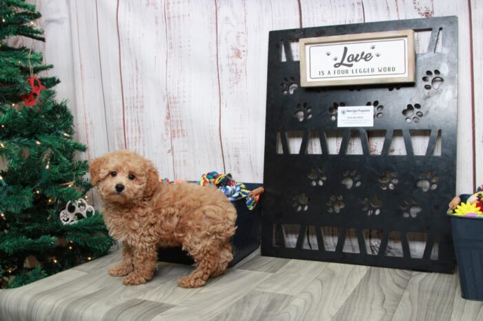 Lucky - Sweet ACA Apricot Male Mini Poodle - Image 3