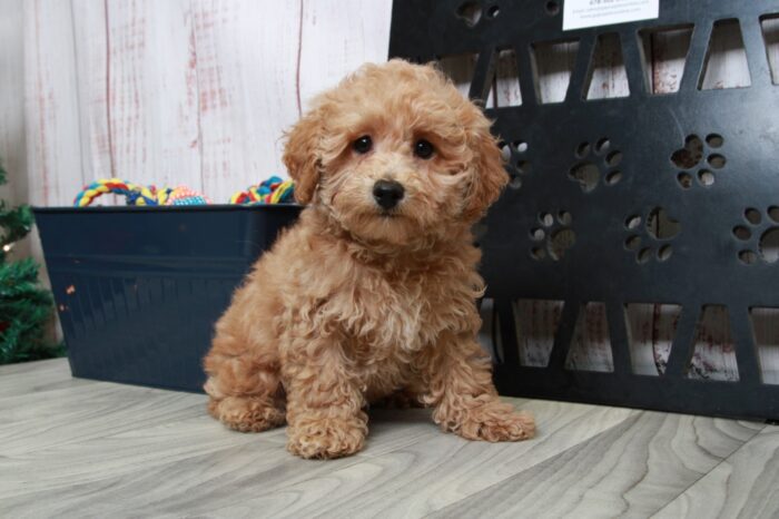 Lucky - Sweet ACA Apricot Male Mini Poodle