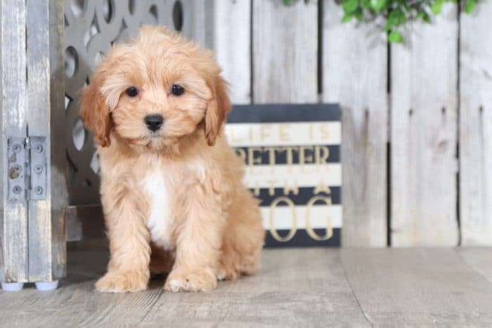 Lucy- Sweet Little female Shichi Puppy - Image 4