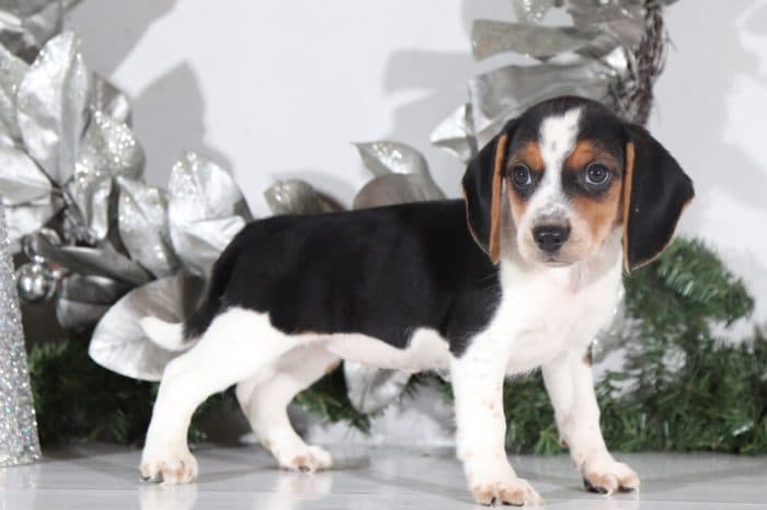 Lucy- Sweet Little female Shichi Puppy - Image 2