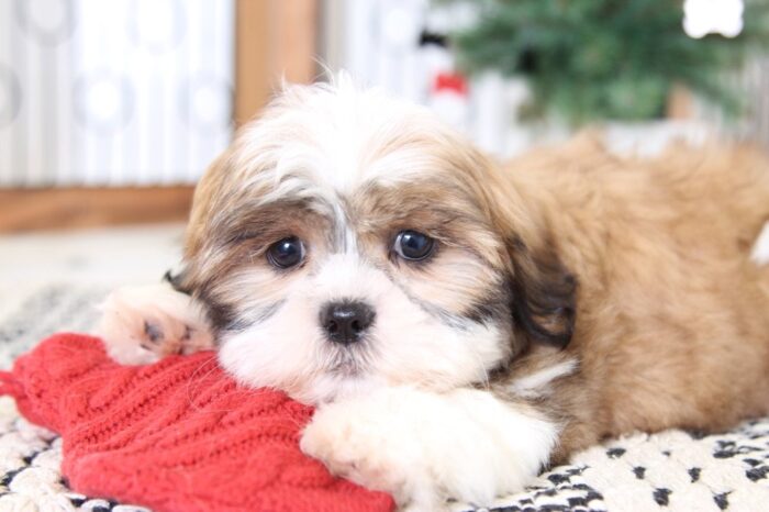 Lucy- Loving Little ACA Female Shih-Tzu Puppy - Image 4