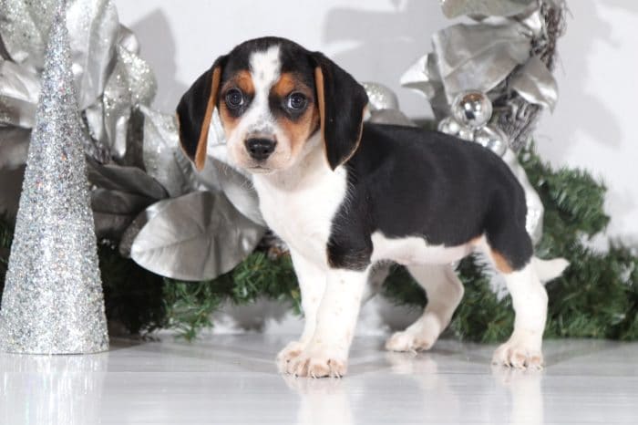 Lucy- Sweet Little female Shichi Puppy