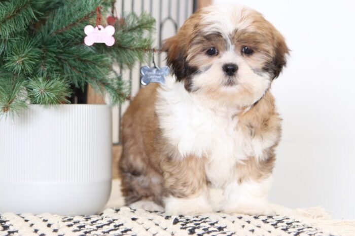 Lucy- Loving Little ACA Female Shih-Tzu Puppy - Image 3