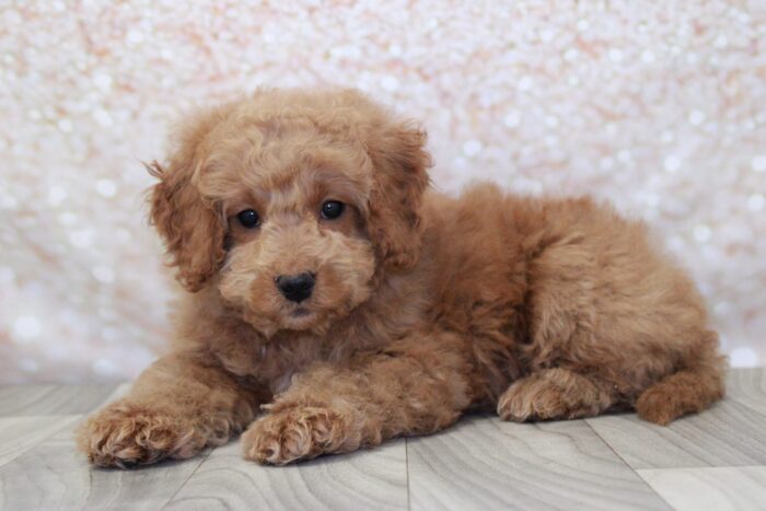Luisa - Little Female Mini Goldendoodle Puppy - Image 2