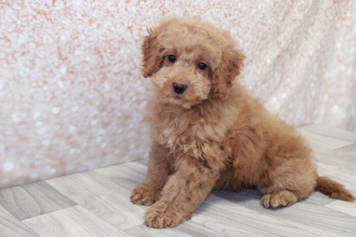 Luisa - Little Female Mini Goldendoodle Puppy - Image 3