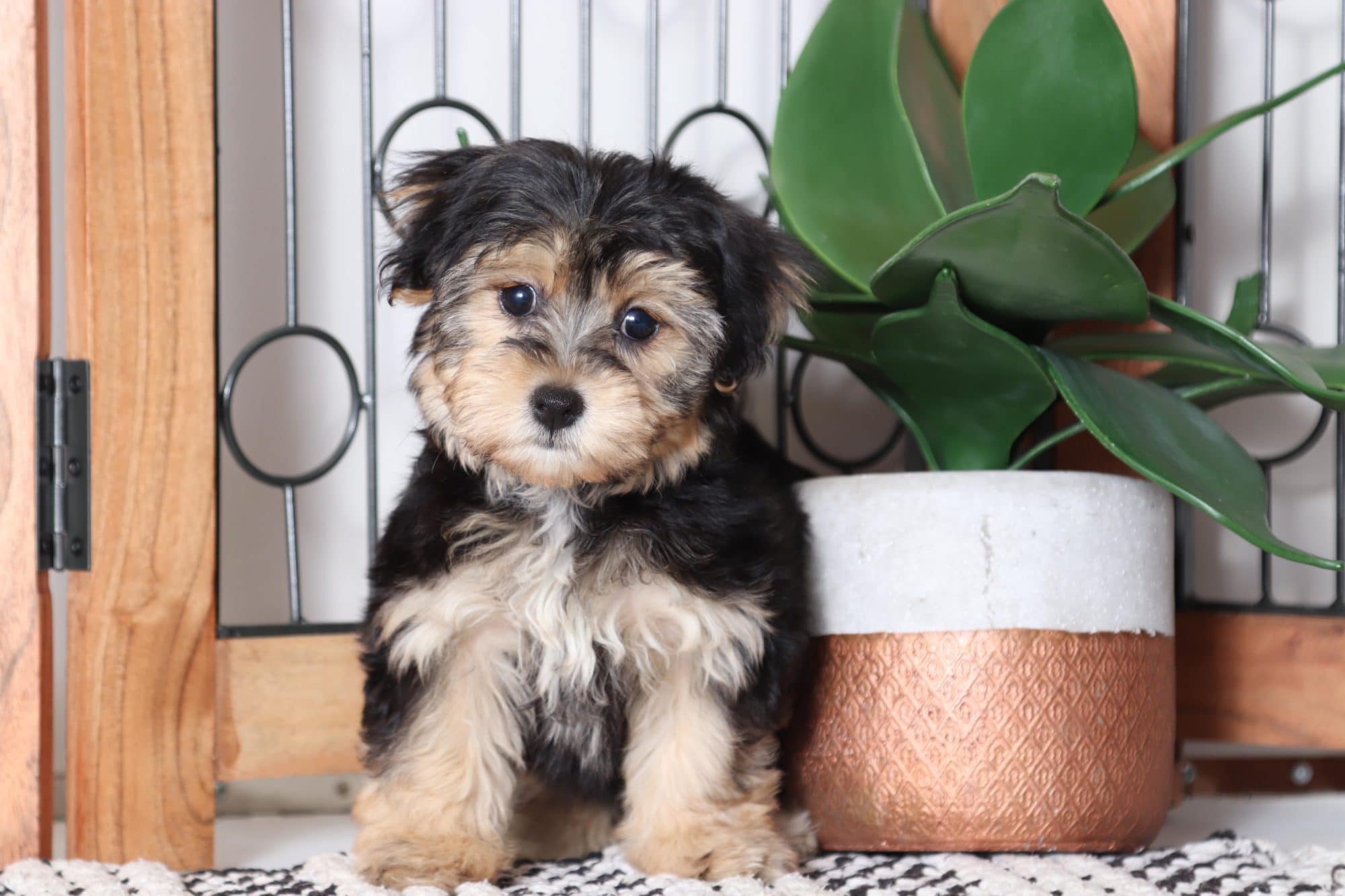 Lulu - Stunning Little Female Yochon