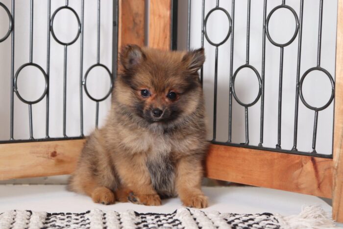 Luna - Loving Female Pomeranian Puppy