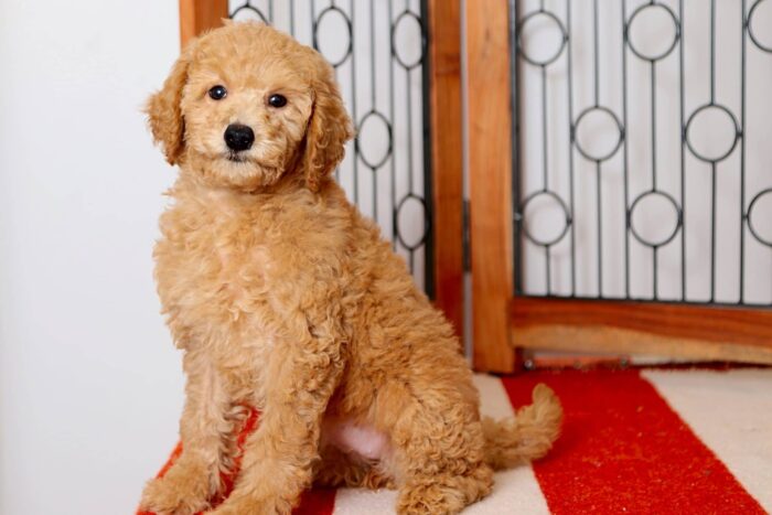 Luna - Precious Little Female F1B Mini Goldendoodle Puppy