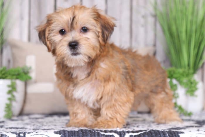 Luna  - Precious Little Female Cream Poodle Puppy