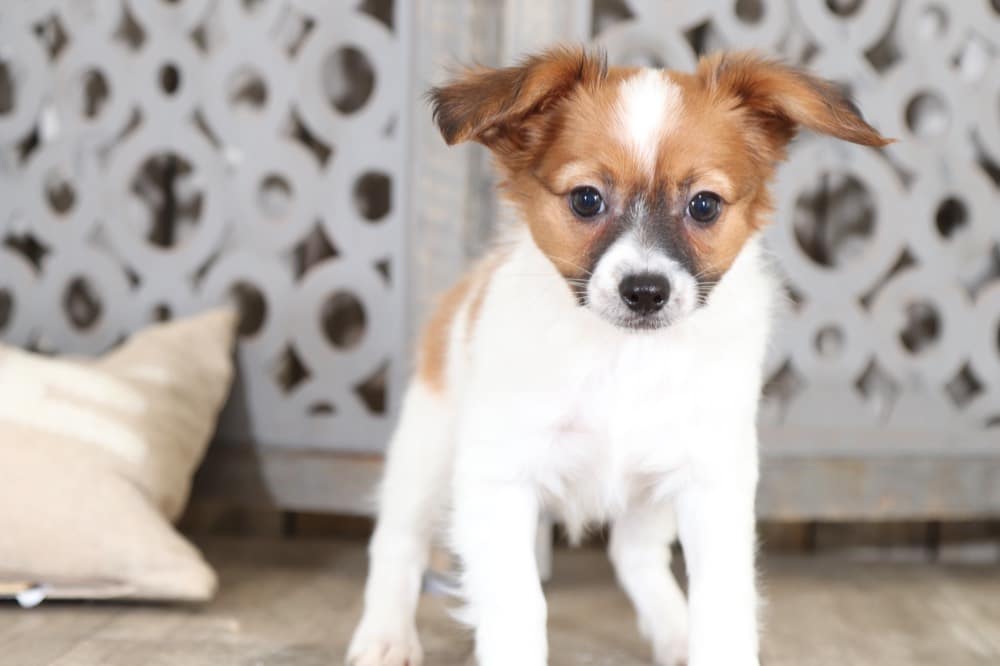 Luna - Most Adorable Papillon