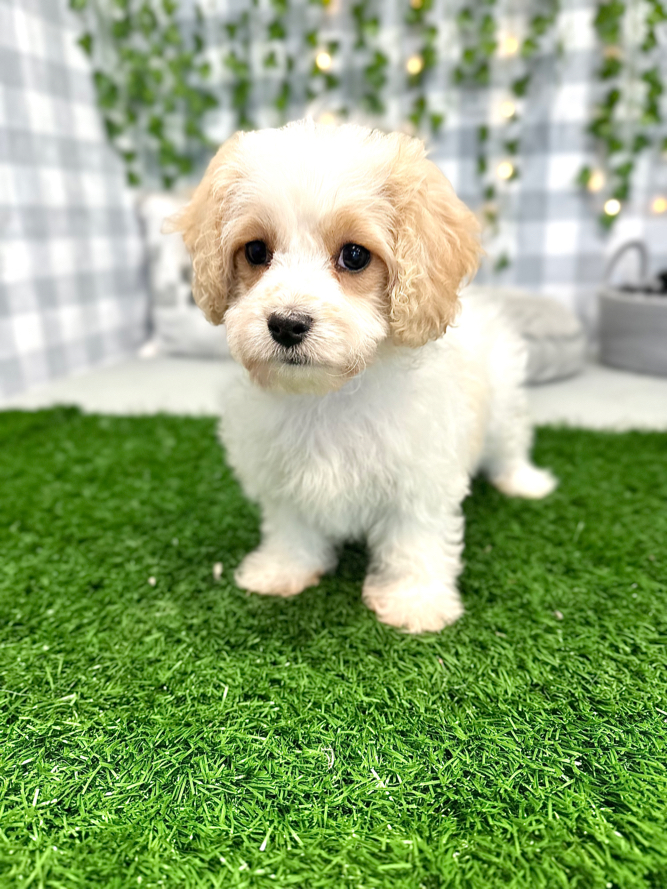 Luna - Beautiful Female Cavachon Puppy