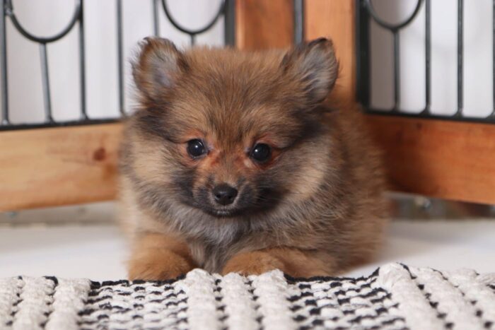 Luna - Loving Female Pomeranian Puppy - Image 3
