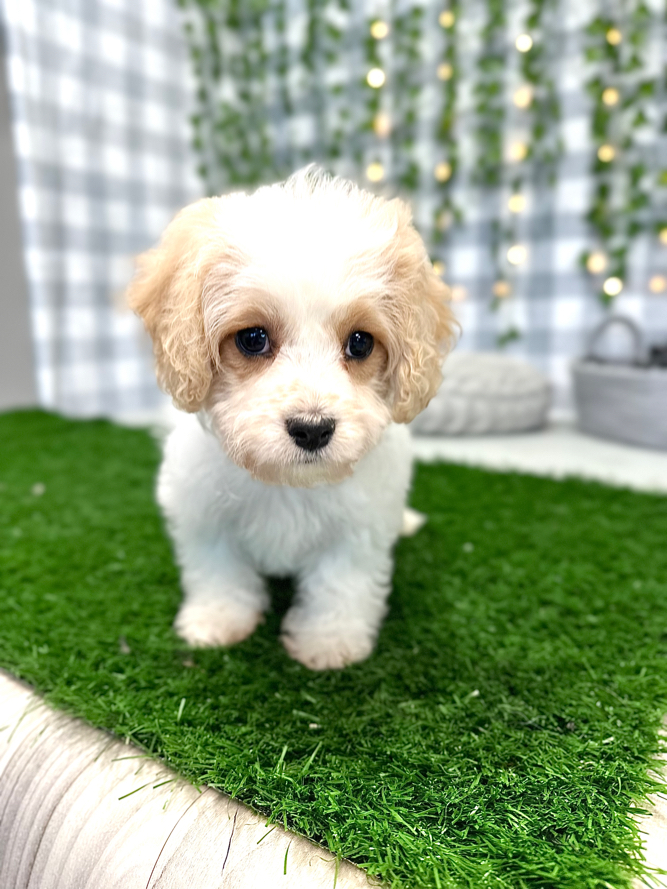 Luna - Beautiful Female Cavachon Puppy - Image 5