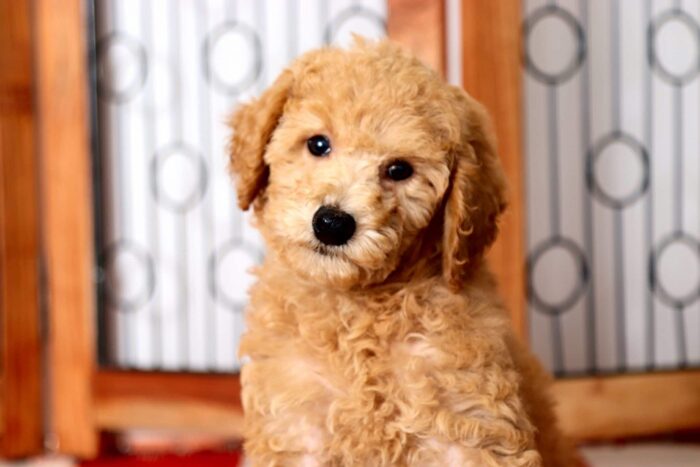Luna - Precious Little Female F1B Mini Goldendoodle Puppy - Image 2