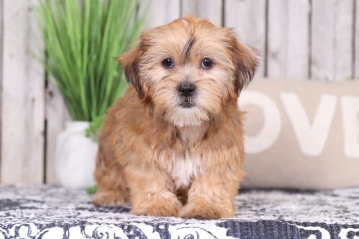 Luna  - Precious Little Female Cream Poodle Puppy - Image 2