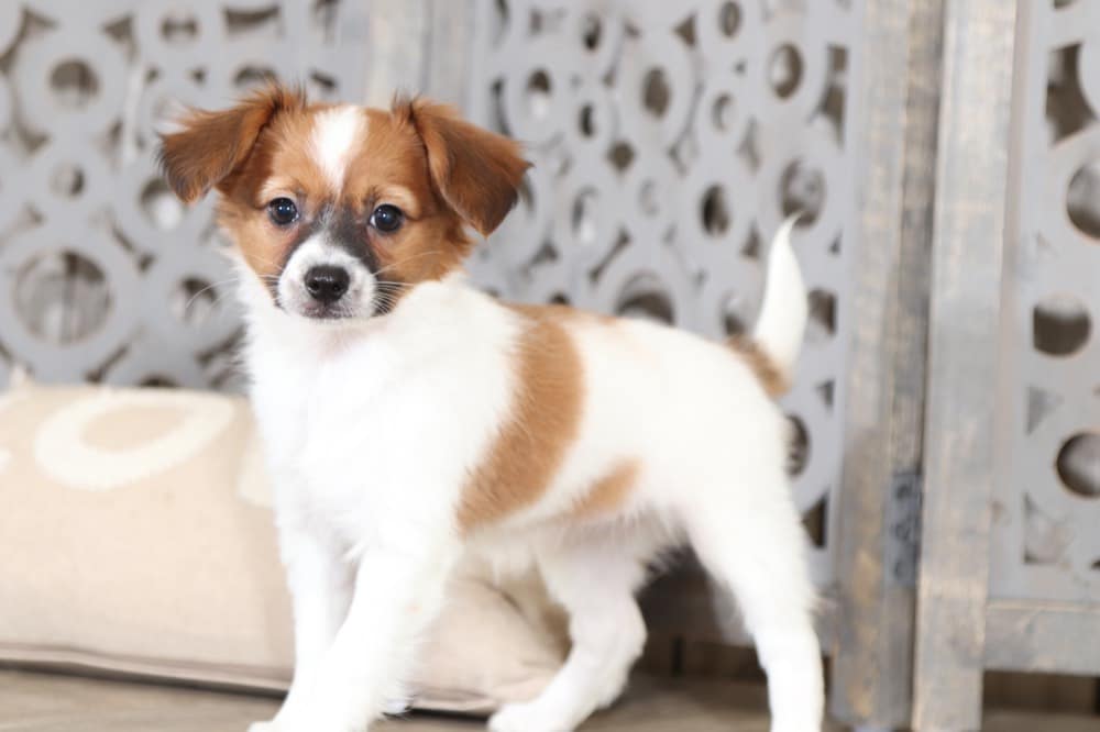 Luna - Most Adorable Papillon - Image 2