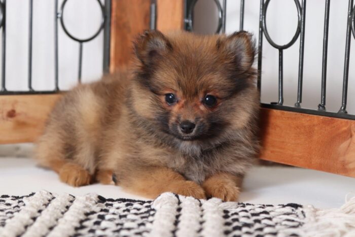 Luna - Loving Female Pomeranian Puppy - Image 4