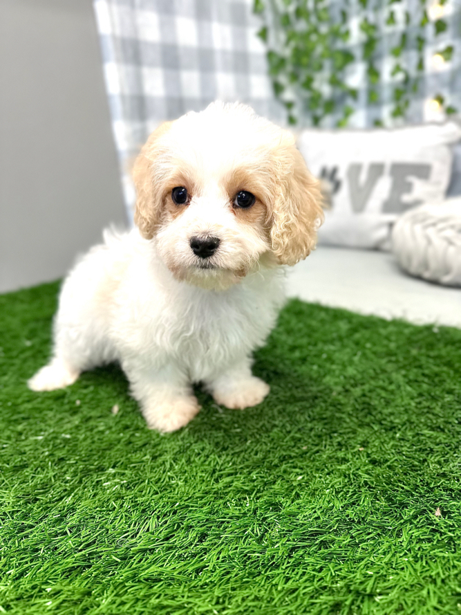 Luna - Beautiful Female Cavachon Puppy - Image 4