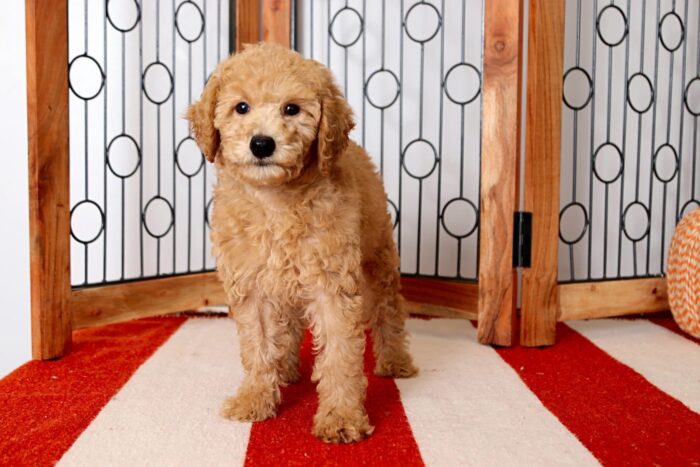 Luna - Precious Little Female F1B Mini Goldendoodle Puppy - Image 3