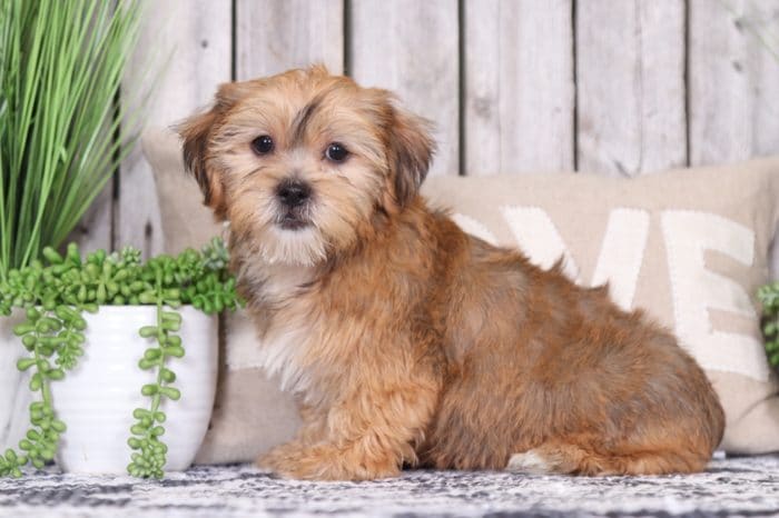 Luna  - Precious Little Female Cream Poodle Puppy - Image 3