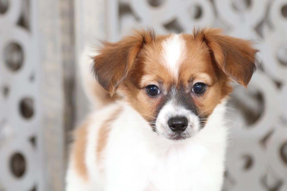 Luna - Most Adorable Papillon - Image 3