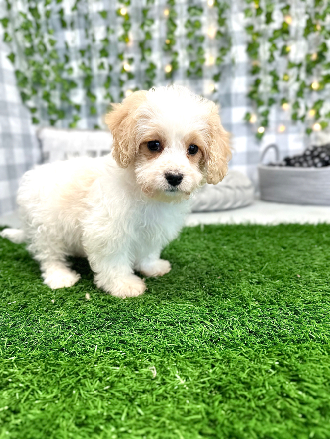 Luna - Beautiful Female Cavachon Puppy - Image 3
