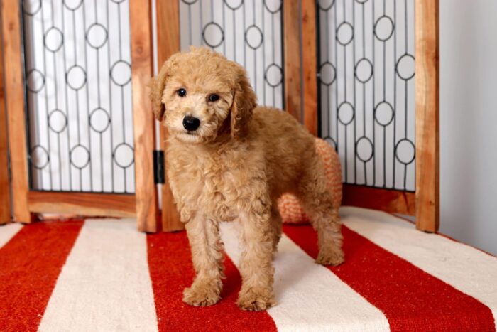 Luna - Precious Little Female F1B Mini Goldendoodle Puppy - Image 4