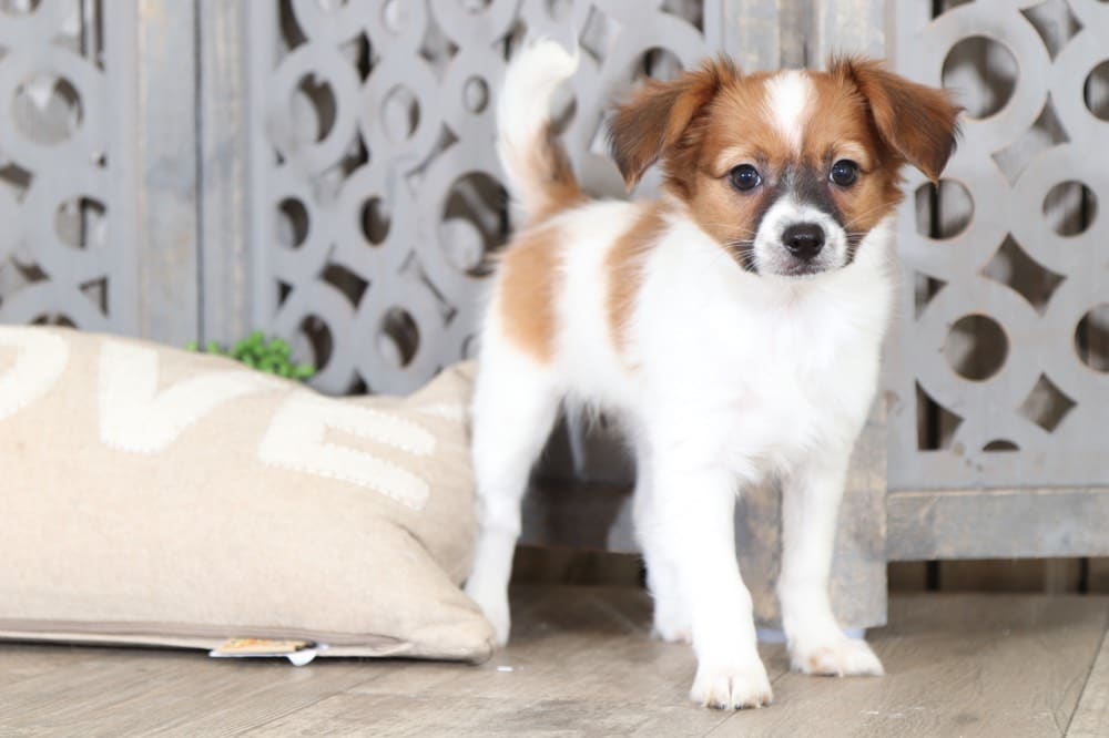 Luna - Most Adorable Papillon - Image 4