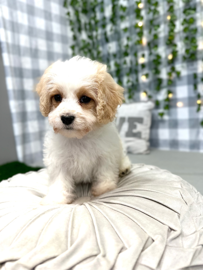 Luna - Beautiful Female Cavachon Puppy - Image 2