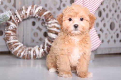 Shih Poo