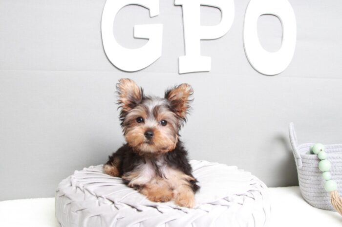 Lysa- Cute ACA Female Yorkie