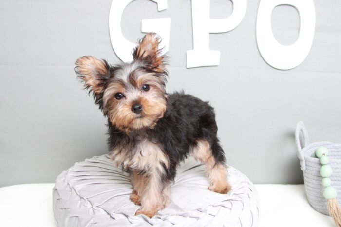 Lysa- Cute ACA Female Yorkie - Image 2